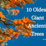 Giant Ancient Trees